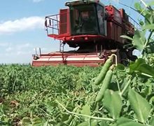 Врожай гороху на Луганщині у 2,3 рази перевищив минулорічний
